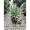 Yucca gloriosa, juka, Výška 100 cm+