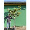 Ficus carica 180 cm