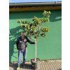 Ficus carica 200 cm