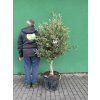 Olea europea - Olivovník 150 cm