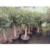 Olea europea - Olivovník 160 cm