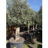 Olea europea - Olivovník 170 cm