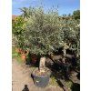 Olea europea - Olivovník 170 cm