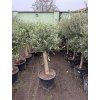 Olea europea - Olivovník 150 cm