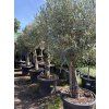 Olea europea - Olivovník 170 cm