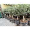 Olea europea - Olivovník 150 cm