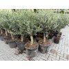 Olea europea - Olivovník 140 cm