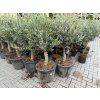 Olea europea - Olivovník 160 cm