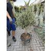 Olea europea - Olivovník 160 cm