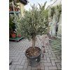 Olea europea - Olivovník 160 cm