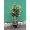 Olea europea - Olivovník 140 cm
