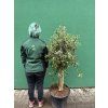 Olea europea - Olivovník 150 cm