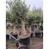 Olea europea - Olivovník 150 cm