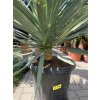 Yucca gloriosa, juka, Výška 100 cm+