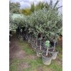 Olea europea - Olivovník 160 cm