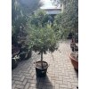 Olea europea - Olivovník 160 cm