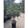 Olea europea - Olivovník 160 cm