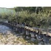 Olea europea - Olivovník 160 cm