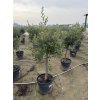 Olea europea - Olivovník 160 cm