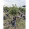 Olea europea - Olivovník 160 cm