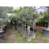Olea europea - Olivovník 160 cm