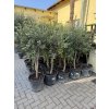 Olea europea - Olivovník 160 cm