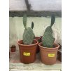 Opuntia robusta 30 cm