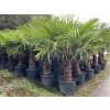 TRACHYCARPUS FORTUNEI Galícia, VÝŠKA 190 CM, KMEN 60 CM