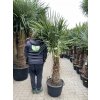 TRACHYCARPUS FORTUNEI Galícia, VÝŠKA 190 CM, KMEN 60 CM