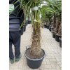 TRACHYCARPUS FORTUNEI Galícia, VÝŠKA 190 CM, KMEN 60 CM