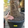 TRACHYCARPUS FORTUNEI Galícia, VÝŠKA 190 CM, KMEN 60 CM