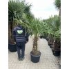 TRACHYCARPUS FORTUNEI Galícia, VÝŠKA 190 CM, KMEN 60 CM