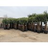 TRACHYCARPUS FORTUNEI GALÍCIA, VÝŠKA 200 CM, KMEN 70 CM