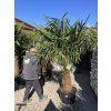 TRACHYCARPUS FORTUNEI GALÍCIA, VÝŠKA 200 CM, KMEN 70 CM