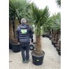 TRACHYCARPUS FORTUNEI GALÍCIA, VÝŠKA 200 CM, KMEN 70 CM