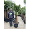 TRACHYCARPUS FORTUNEI GALÍCIA, VÝŠKA 200 CM, KMEN 70 CM