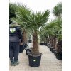 TRACHYCARPUS FORTUNEI GALÍCIA, VÝŠKA 200 CM, KMEN 70 CM