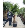 TRACHYCARPUS FORTUNEI GALÍCIA, VÝŠKA 210 CM, KMEN 80 CM