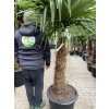 TRACHYCARPUS FORTUNEI GALÍCIA, VÝŠKA 210 CM, KMEN 80 CM