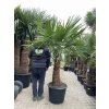 TRACHYCARPUS FORTUNEI GALÍCIA, VÝŠKA 210 CM, KMEN 80 CM