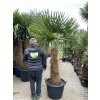 TRACHYCARPUS FORTUNEI GALÍCIA, VÝŠKA 220 CM, KMEN 100 CM