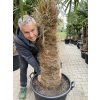 TRACHYCARPUS FORTUNEI GALÍCIA, VÝŠKA 250 CM, KMEN 100 CM