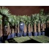 TRACHYCARPUS FORTUNEI GALÍCIA, VÝŠKA 250 CM, KMEN 100 CM