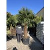 TRACHYCARPUS FORTUNEI GALÍCIA, VÝŠKA 250 CM, KMEN 100 CM