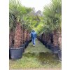 TRACHYCARPUS FORTUNEI GALÍCIA, VÝŠKA 250 CM, KMEN 100 CM