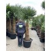 TRACHYCARPUS FORTUNEI GALÍCIA, VÝŠKA 220 CM, KMEN 100 CM