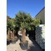 TRACHYCARPUS FORTUNEI GALÍCIA, VÝŠKA 250 CM, KMEN 100 CM