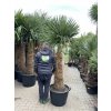 TRACHYCARPUS FORTUNEI GALÍCIA, VÝŠKA 220 CM, KMEN 100 CM