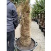 TRACHYCARPUS FORTUNEI GALÍCIA, VÝŠKA 220 CM, KMEN 100 CM