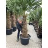 TRACHYCARPUS FORTUNEI GALÍCIA, VÝŠKA 250 CM, KMEN 110 CM